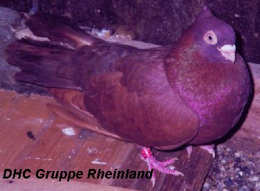 Roter Vogel