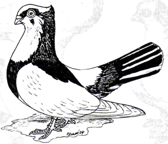 Bijeljina Roller